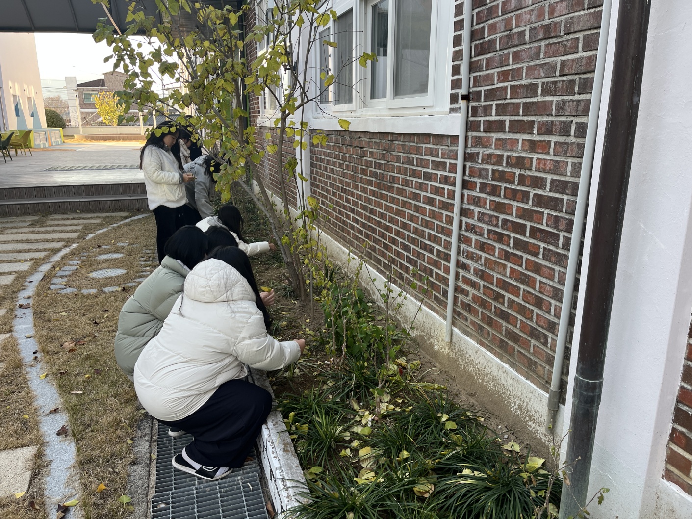 2024. 환경동아리 그린라이트 맥문동 관리 활동